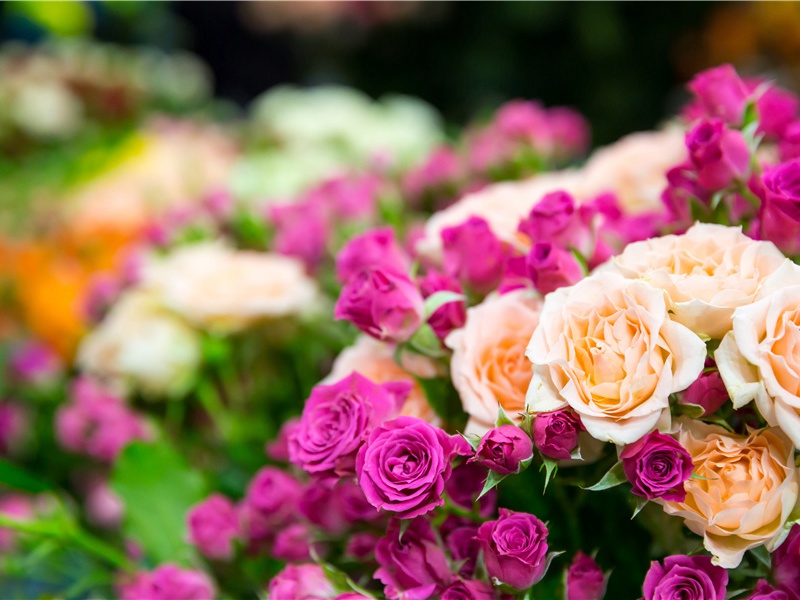 同李太守登历下古城员外新亭亭对鹊湖