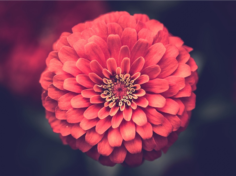 宾至(一作有客)