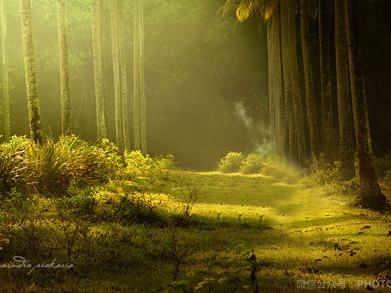 凤凰——诗人的“图腾”-杜甫的童年琐事