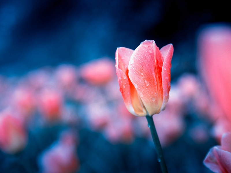 乱唐的“轧荦山”-杜甫的惊变与陷贼