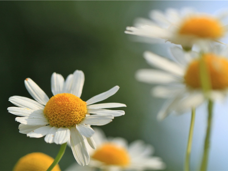 送韦十六评事充同谷郡防御判官