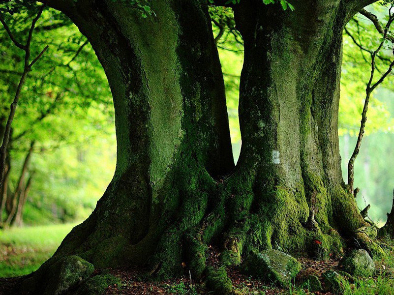 “水深波浪阔，无使蛟龙得”-杜甫度陇客秦州