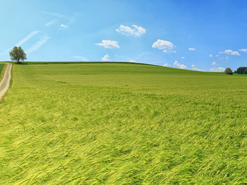 佐还山后寄三首其二(白露黄粱熟)