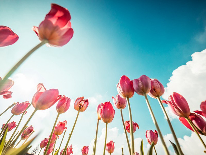 “生还偶然遂”-杜甫长安遁复还